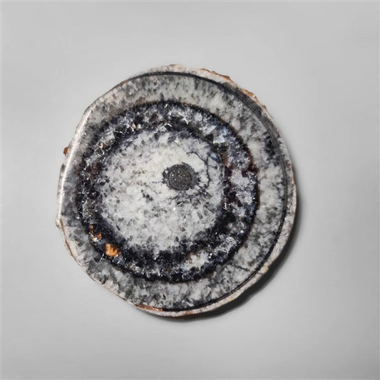 Orthoceras Fossil