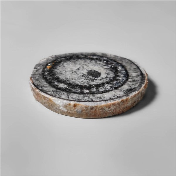 Orthoceras Fossil