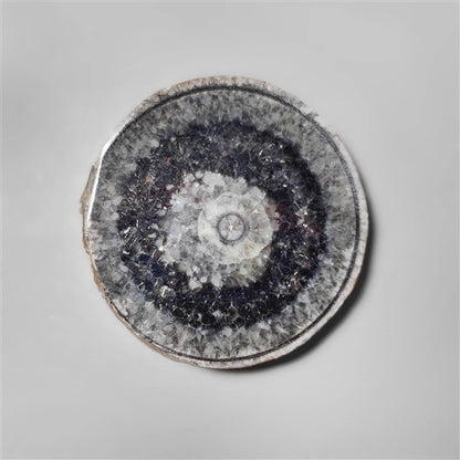 Orthoceras Fossil