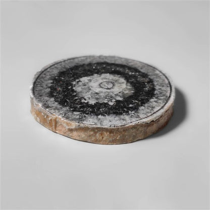 Orthoceras Fossil