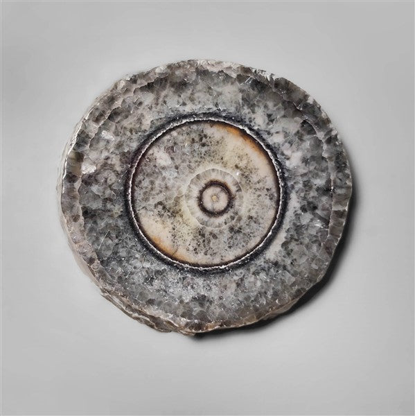 Orthoceras Fossil