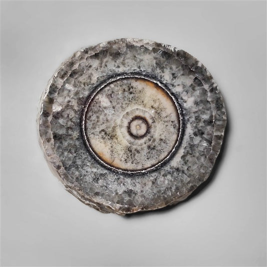 Orthoceras Fossil
