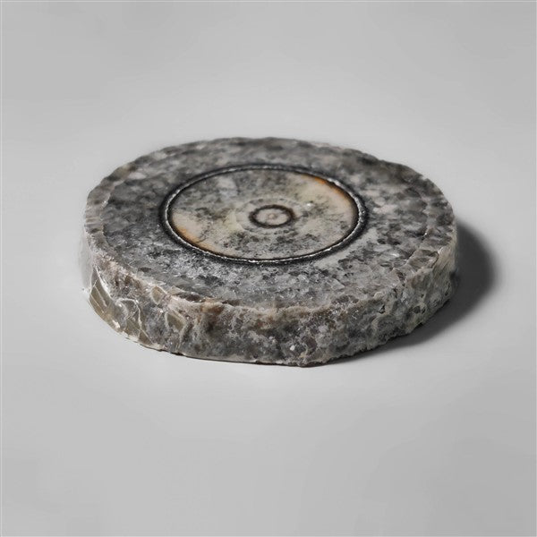 Orthoceras Fossil