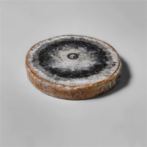 Orthoceras Fossil