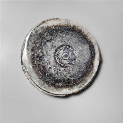 Orthoceras Fossil