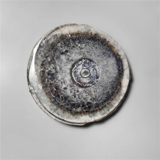 Orthoceras Fossil