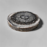 Orthoceras Fossil