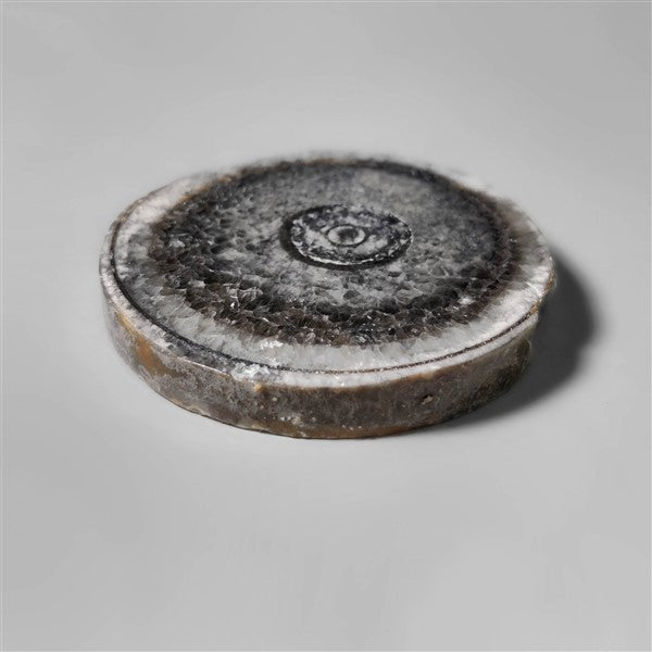 Orthoceras Fossil