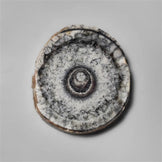 Orthoceras Fossil
