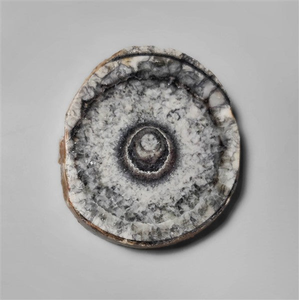 Orthoceras Fossil