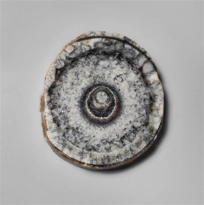 Orthoceras Fossil