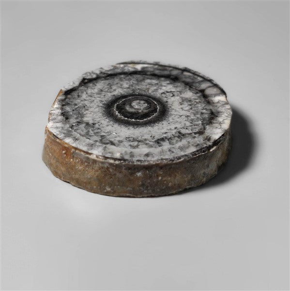 Orthoceras Fossil