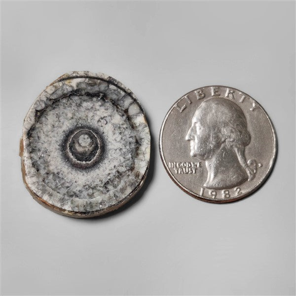 Orthoceras Fossil