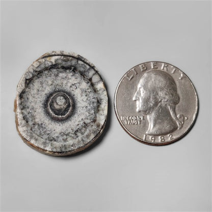 Orthoceras Fossil