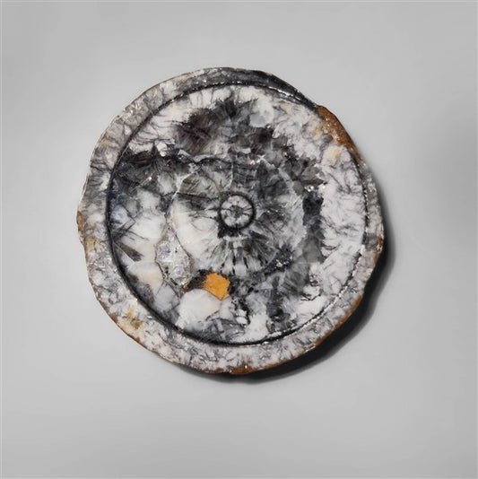 Orthoceras Fossil
