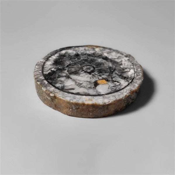 Orthoceras Fossil