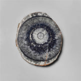 Orthoceras Fossil