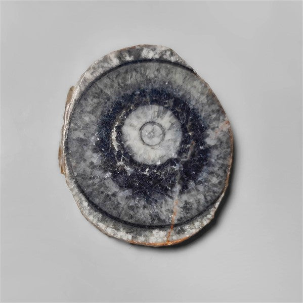 Orthoceras Fossil