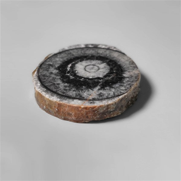 Orthoceras Fossil