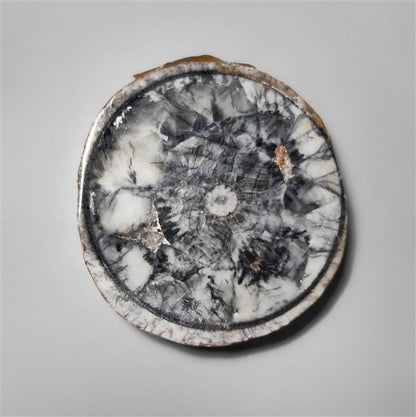 Orthoceras Fossil