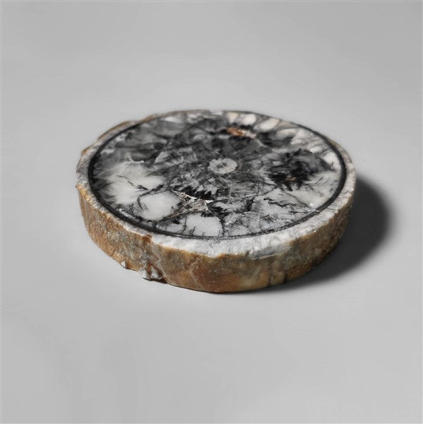 Orthoceras Fossil