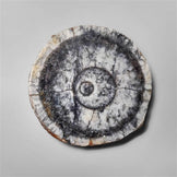 Orthoceras Fossil
