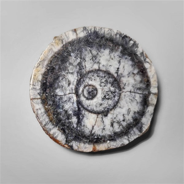 Orthoceras Fossil