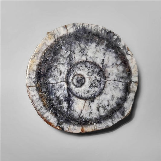 Orthoceras Fossil