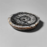 Orthoceras Fossil