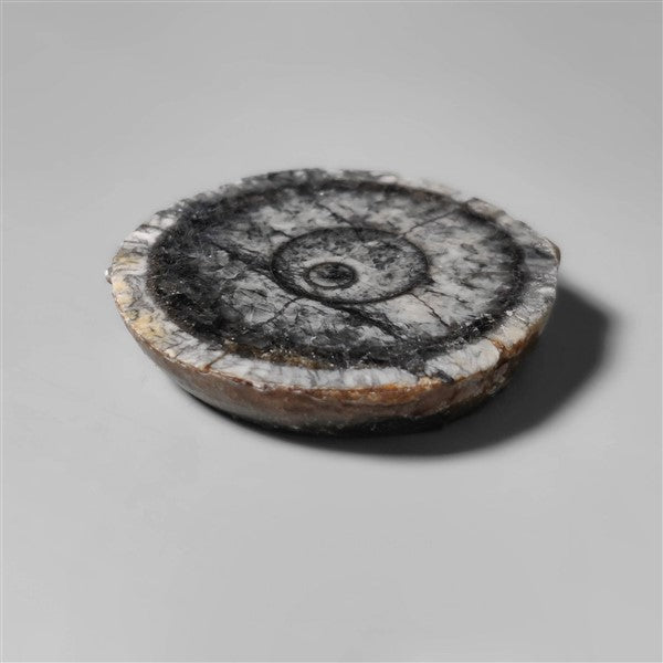 Orthoceras Fossil