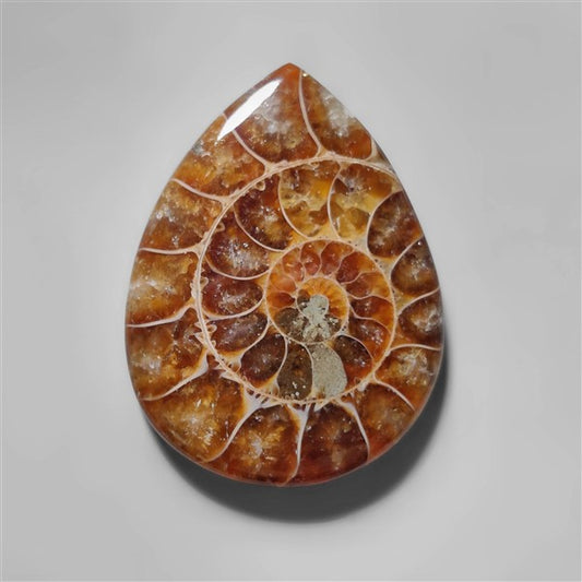 Ammonite