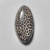 Fossil Coral