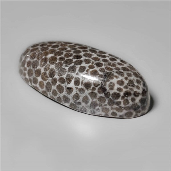 Fossil Coral