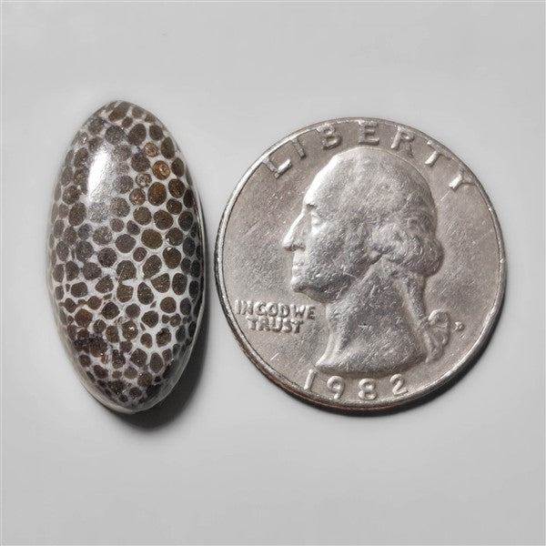 Fossil Coral
