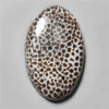 Fossil Coral