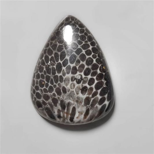 Fossil Coral