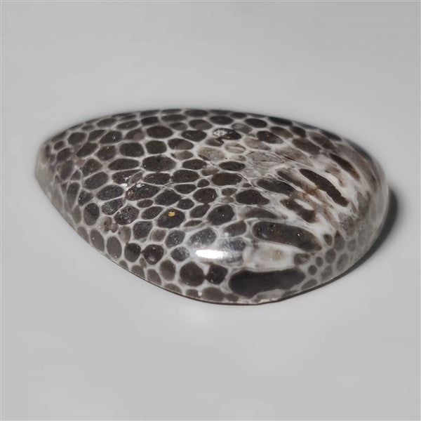 Fossil Coral
