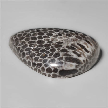 Fossil Coral