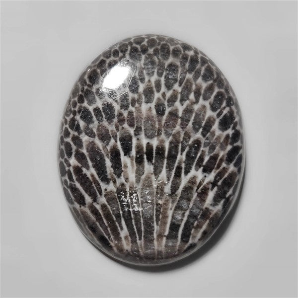 Fossil Coral