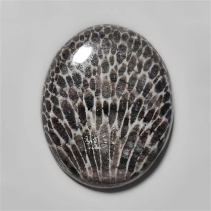 Fossil Coral