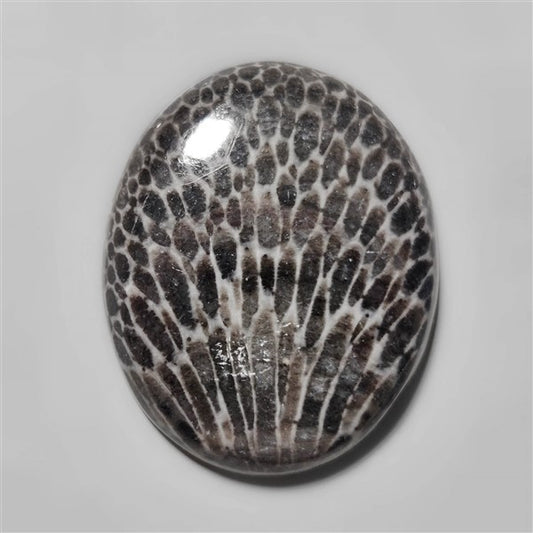 Fossil Coral