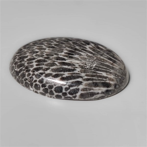 Fossil Coral