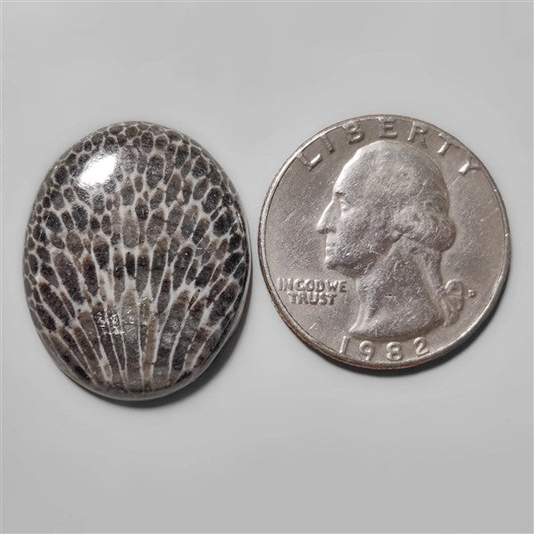 Fossil Coral
