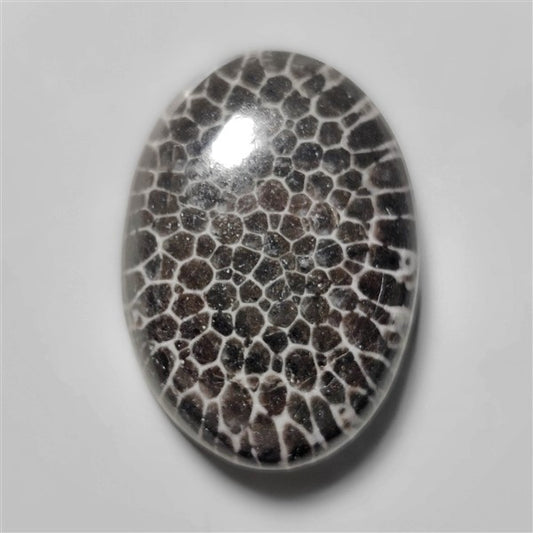 Fossil Coral
