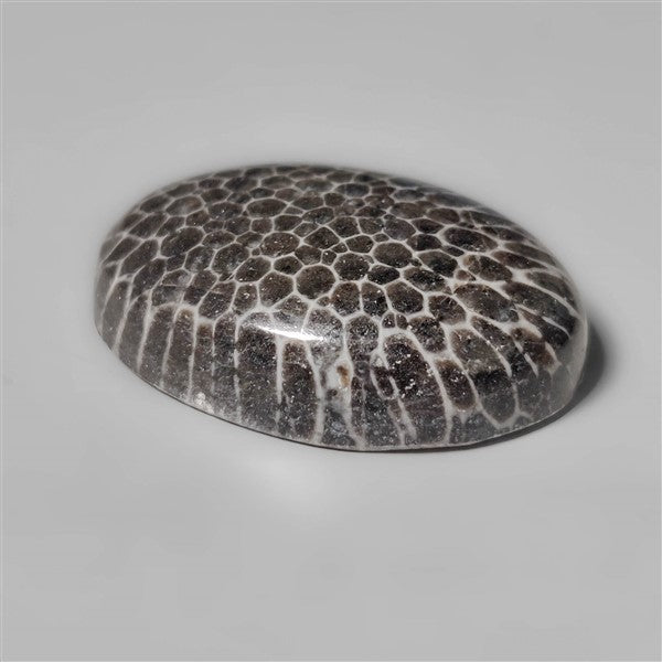 Fossil Coral