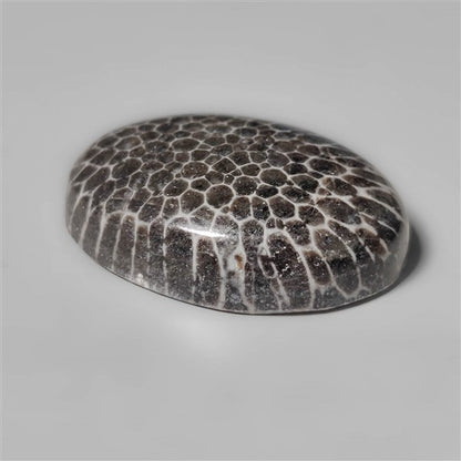 Fossil Coral