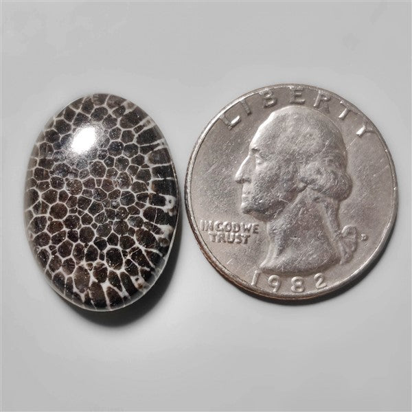 Fossil Coral