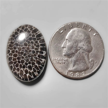 Fossil Coral