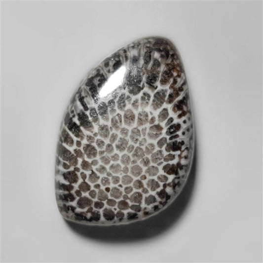 Fossil Coral