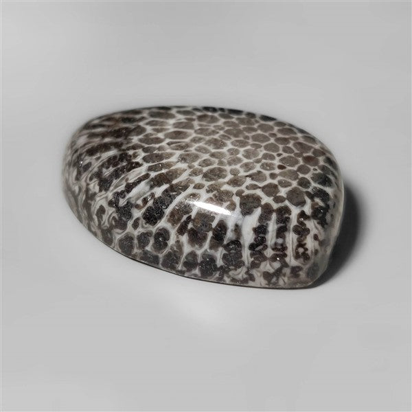Fossil Coral